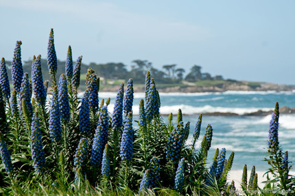 Nearby - Hutch's Hideout II, Monterey Peninsula Country Club